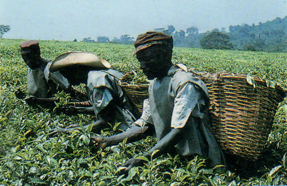cooperatives