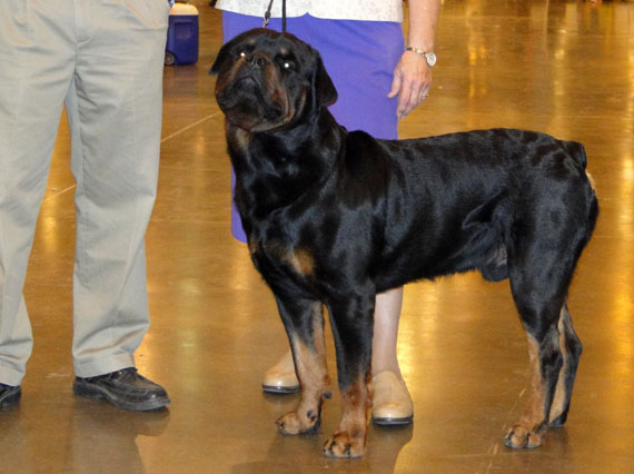 rottweiler