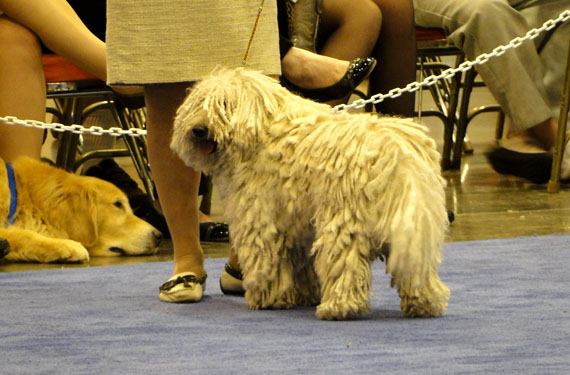 dreadlock dog