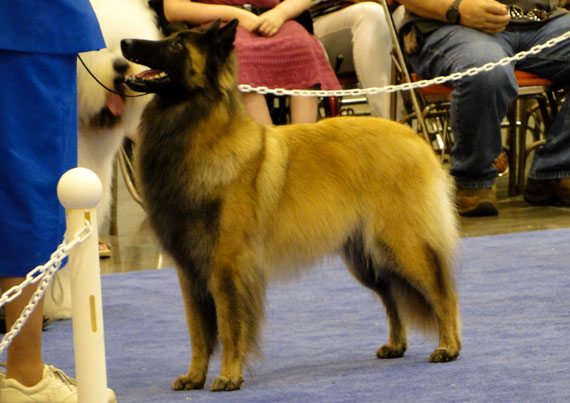 norwegian shepherd