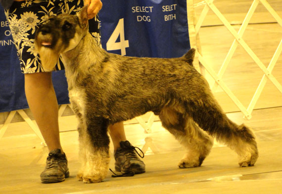 mini schnauzer