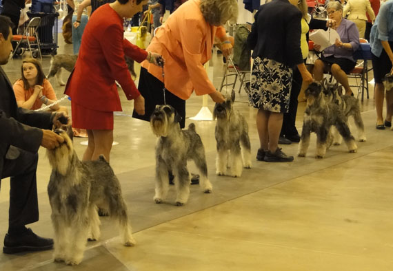 mini schnauzer