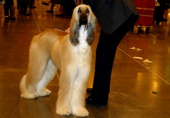 afghan hound