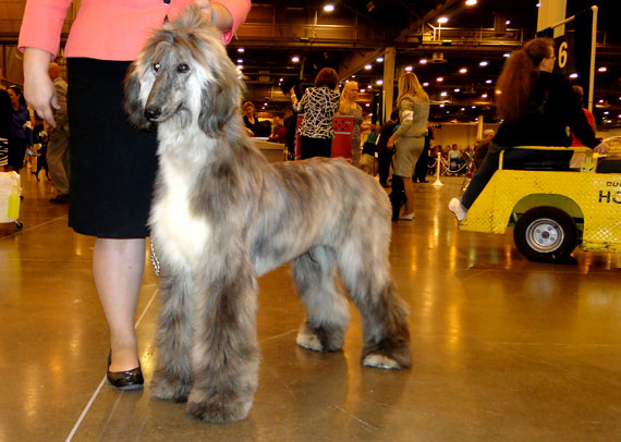 afghan hound