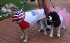dog costume contest