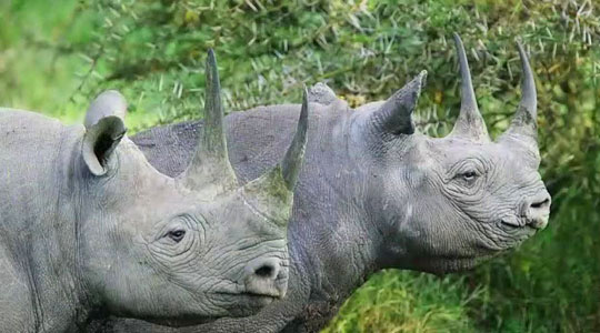 rhinos