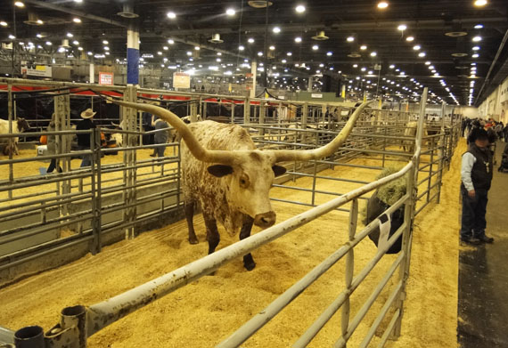 texas longhorn